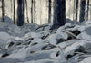 Tonal study of a pine woodland