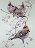 Waxwings